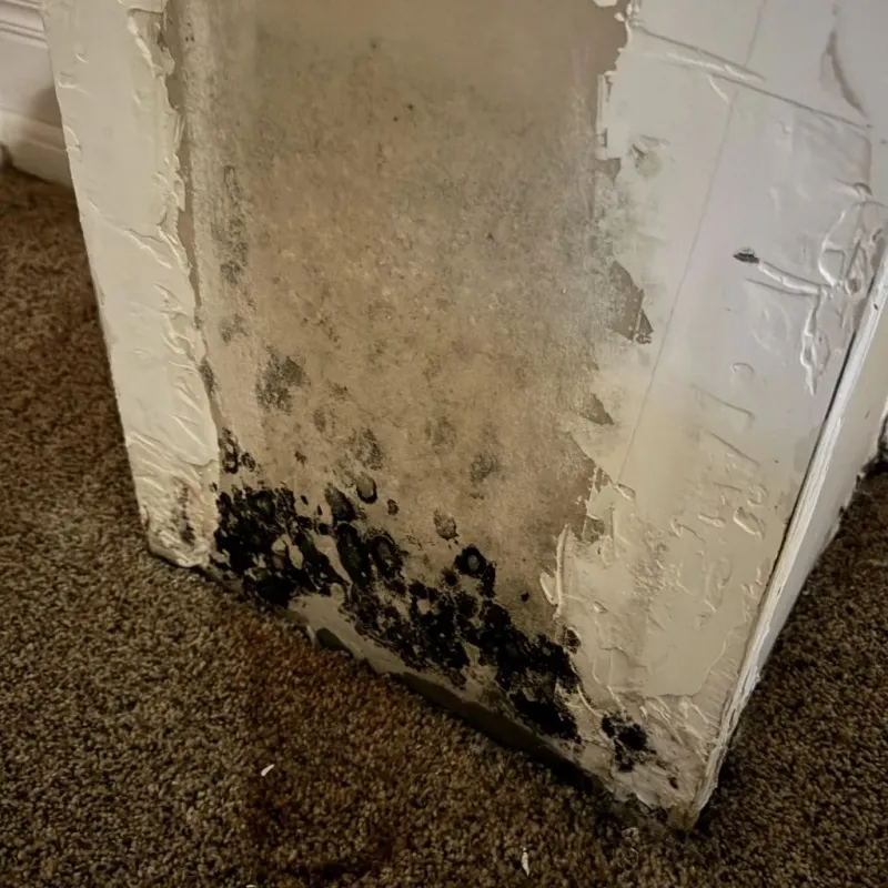 Professional Mold Removal in Rossville, IN